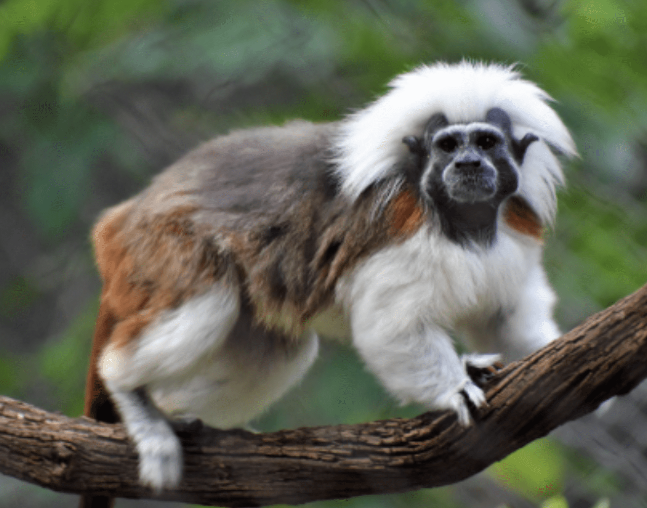 Conserving Cotton-top Tamarins in Colombia with Rosamira Guillen